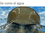 Se como el agua