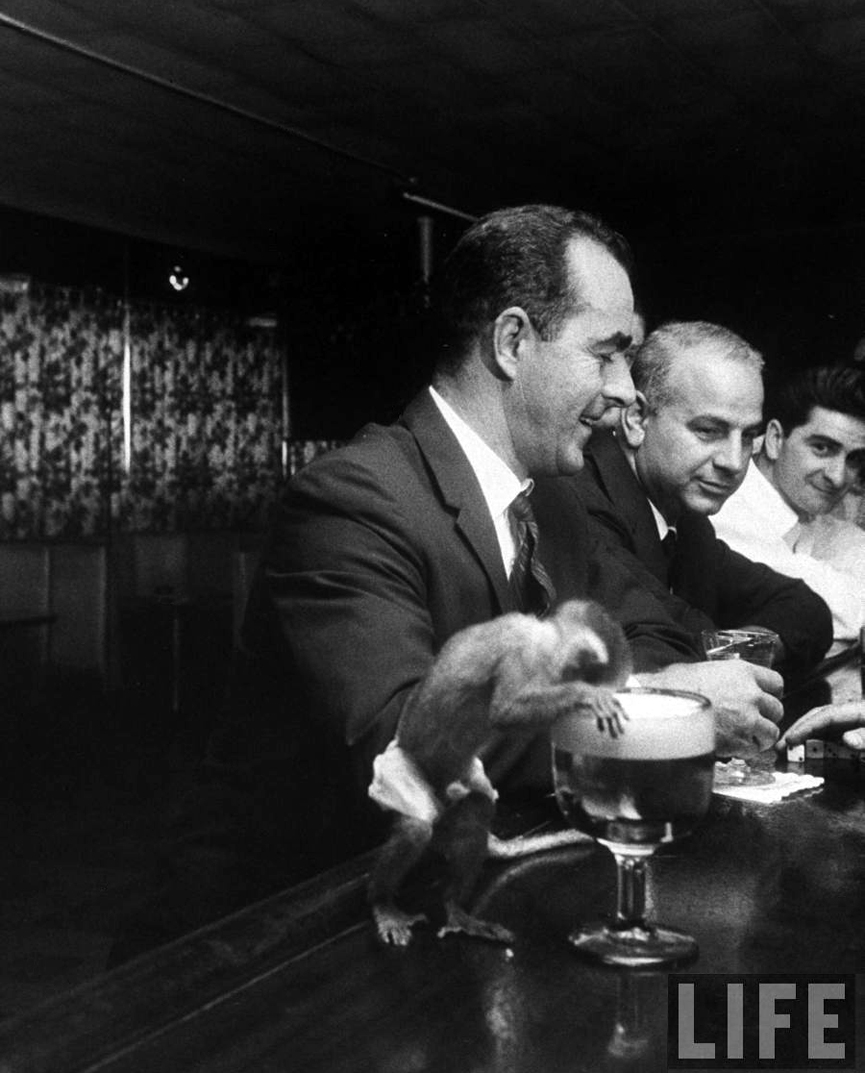 Sam, un pequeño mono ardilla, disfrutando de una cerveza en un pub, 1958. Francis Miller