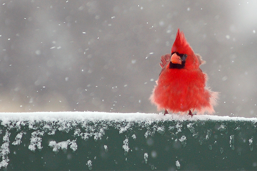 Pájaro Cardenal. Danny Brown