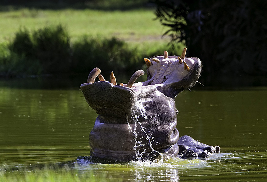 Bostezo. Ludmila Yilmaz