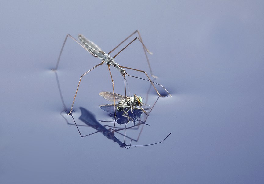 Tensión. Dale Sutton