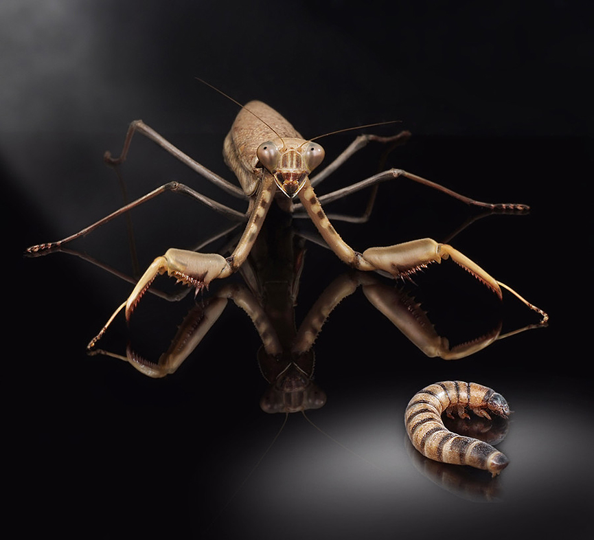 Before dinner. Dmitriy Yoav Reinshtein