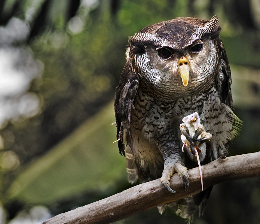 Buho con su cena, un ratón. Fahmi Bhs