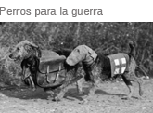 Perros militares