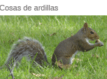 Cosas de ardillas