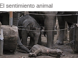 El sentimiento animal