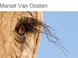 Las 40 mejores fotografias de Marsel Van Oosten