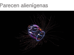 Parecen alienigenas