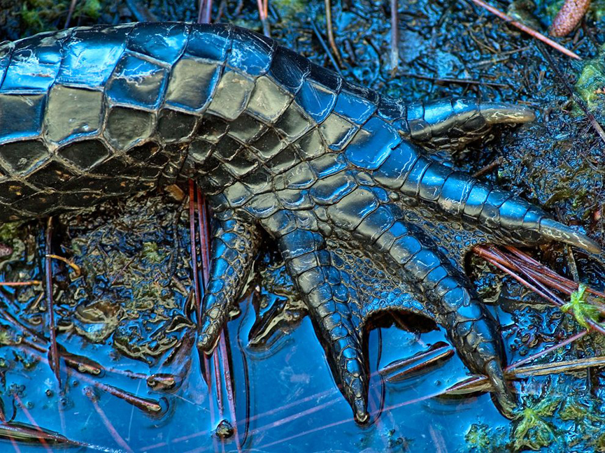 Pata de cocodrilo americano. Richard T. Bryant