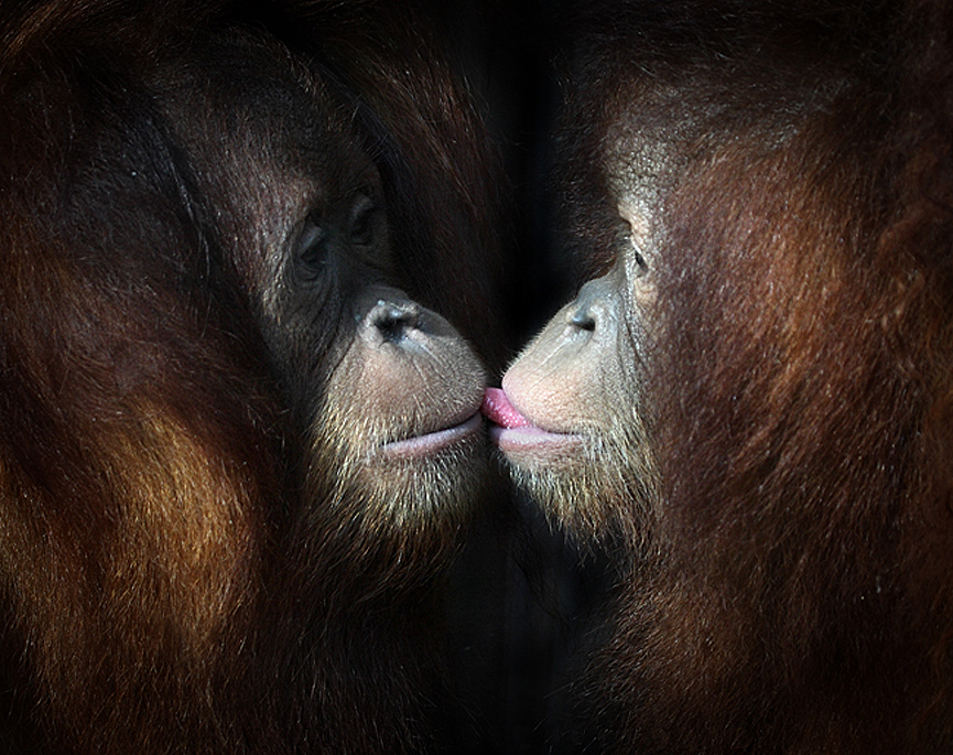 Un beso mono. Marina Cano