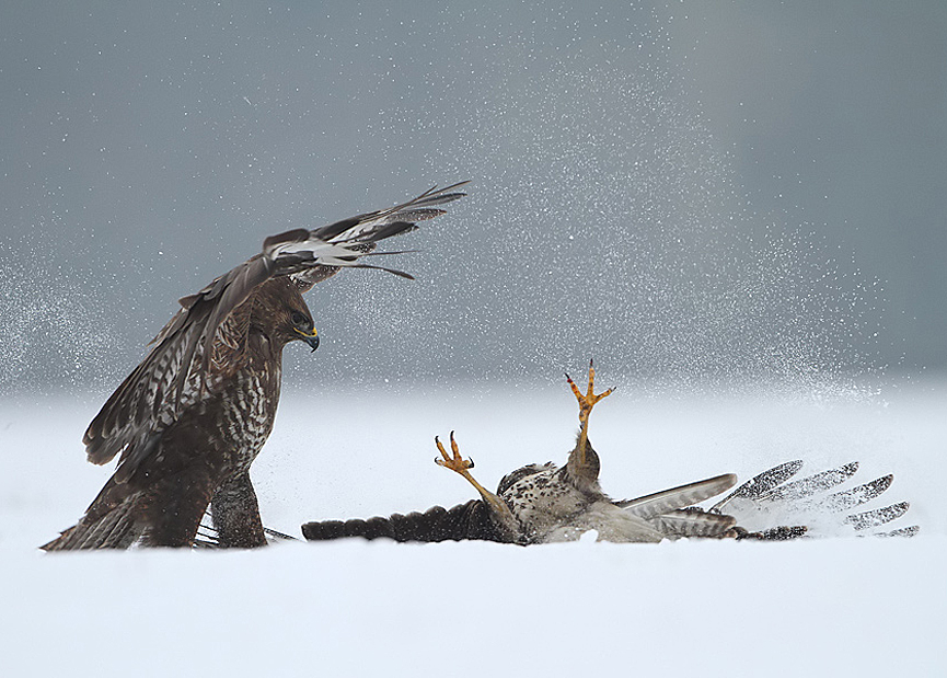 Una pelea con un claro vencedor. Marcin Nawrocki