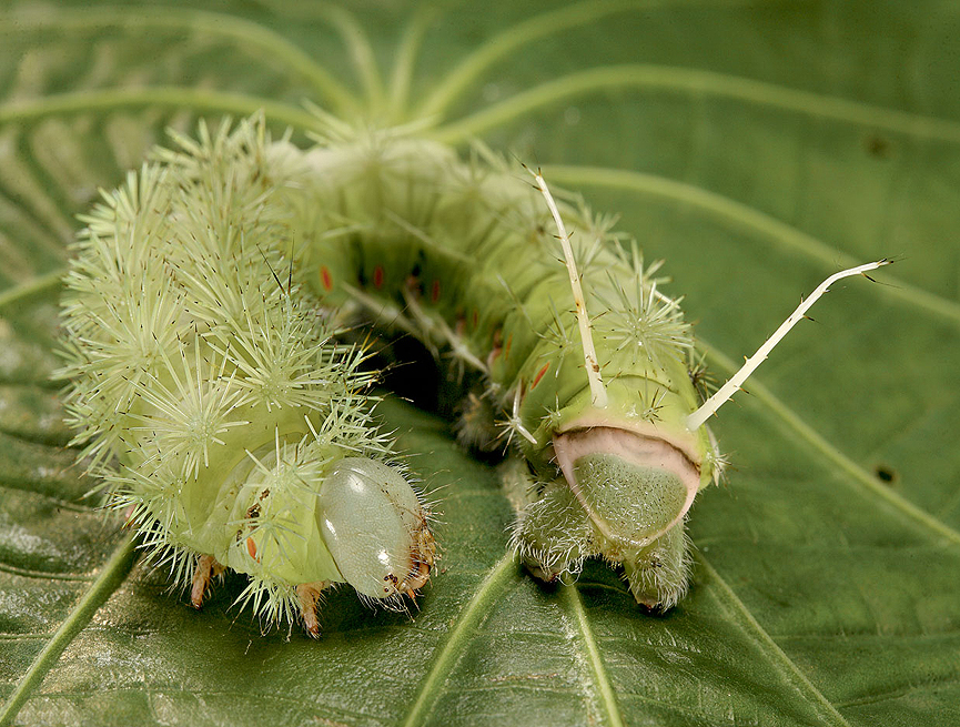 Confundiendo al enemigo. Christian Ziegler