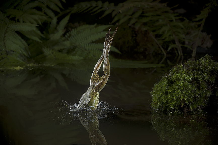 Rana Marsh entrando en el agua. Dale Sutton