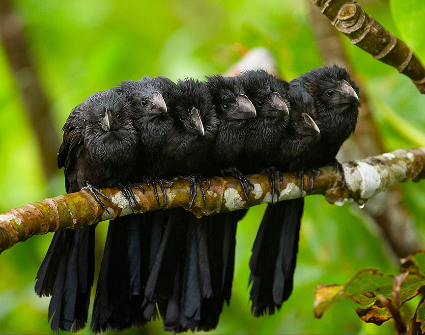 Smooth Billed Anis. Rebeca Yale