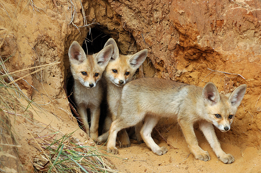 Fox Kids. Uri Kolker