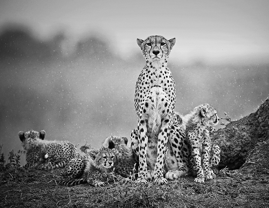 Guepardos en la lluvia. Stephen Earle