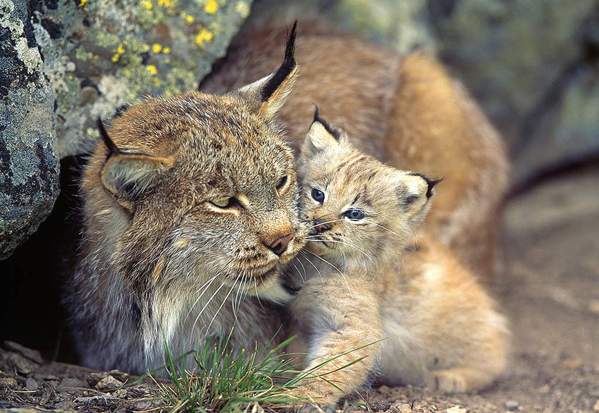 Lince con su cria. Norbert Rosing