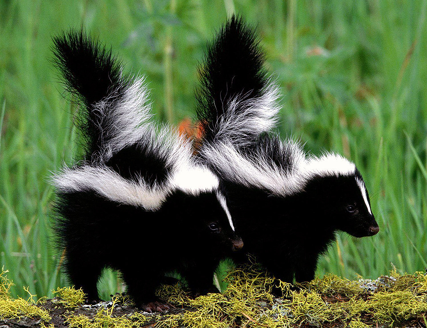 Crías de mofetas o zorrillos. Gordon and Cathy Illg