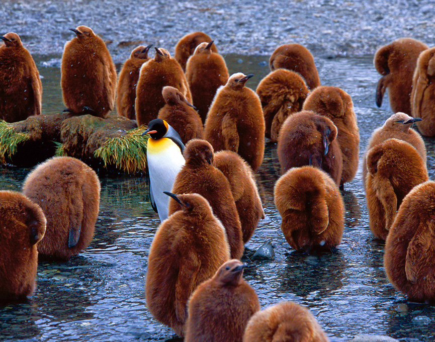 Crías de pingüino rey. David Schultz