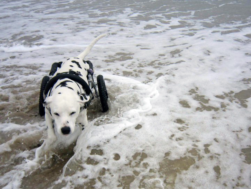 Dottie, jugando con las olas gracias a su carrito. Eddieswheels