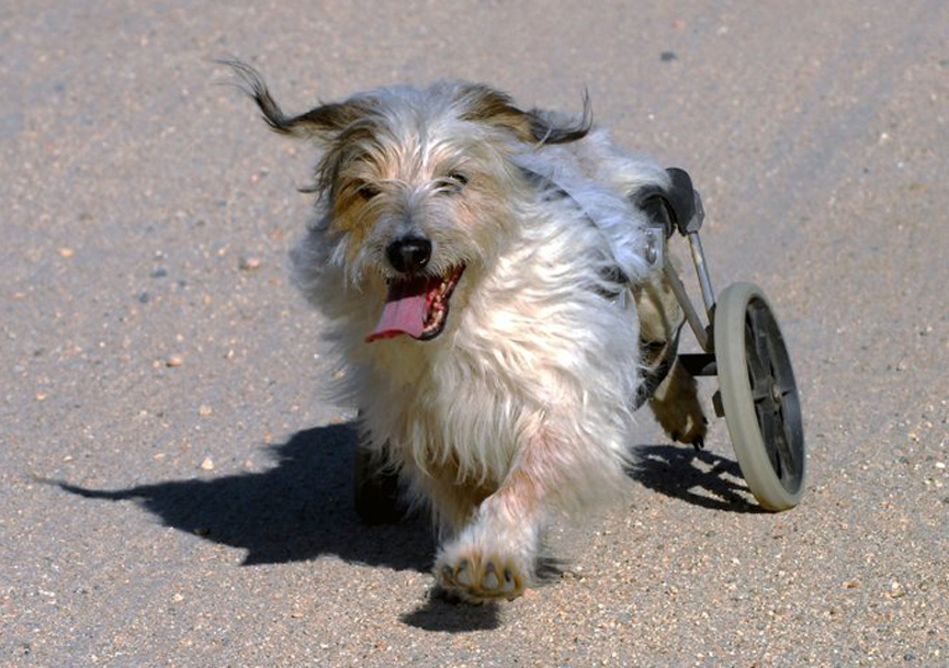 Aquí la viva imagen de la felicidad. Otis ama a sus ruedas. Eddieswheels