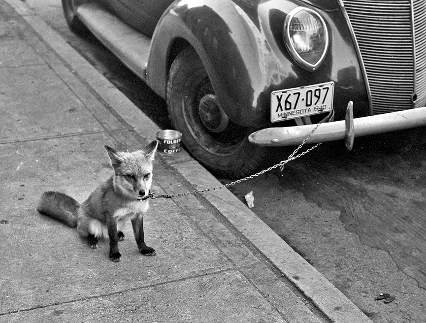 Zorro domesticado, encadenado a un automovil en Moorhead, Minnesota 1940. Biblioteca del Congreso
