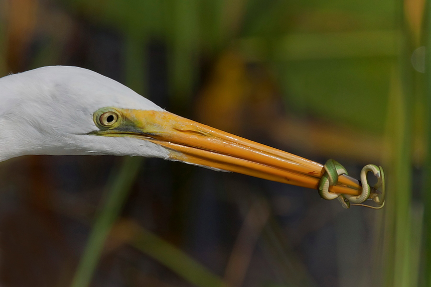 Garza blanca y serpiente. Miguel Angel Leyva