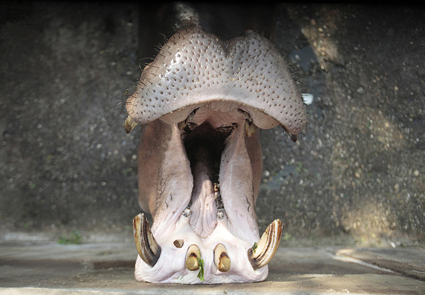 La enorme boca del hipopótamo. Reuters