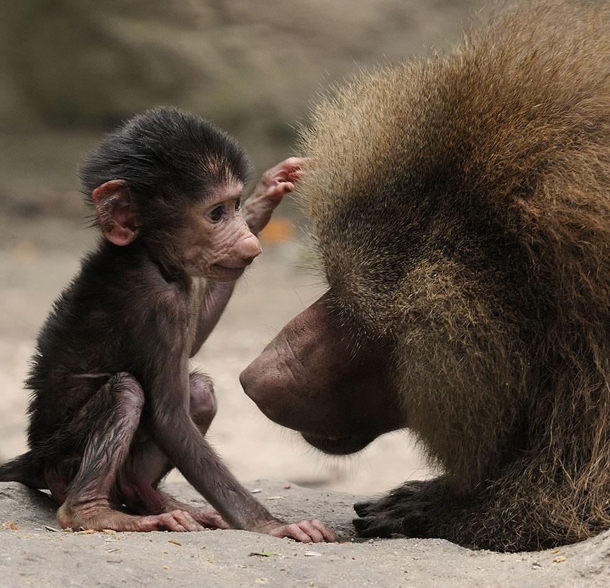 I Love You Papa!. Toonman Blchin