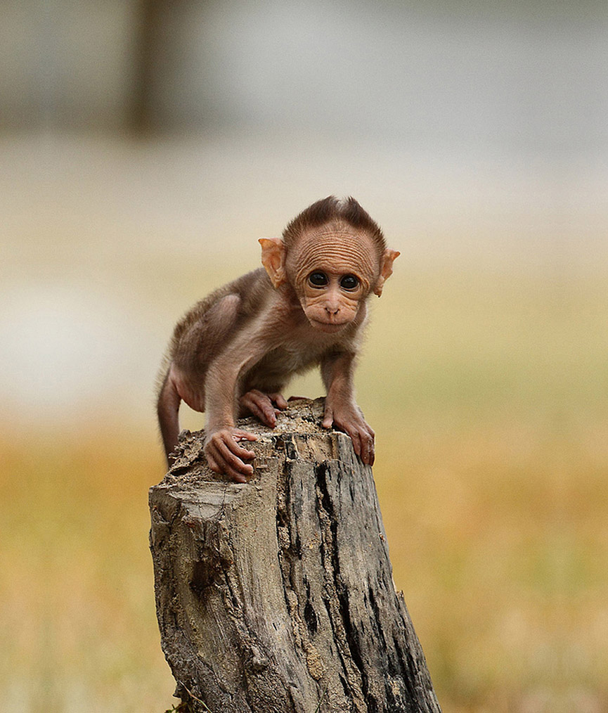 Indian Monkey. Karnataka, India. Anupam Dash