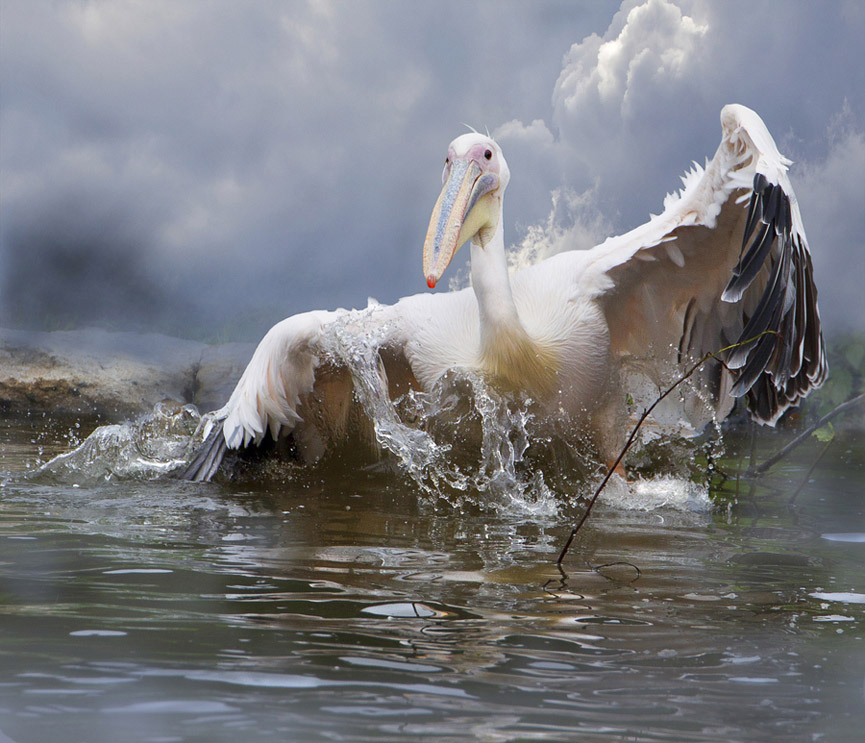 Pelícano. Olga Shiropaeva