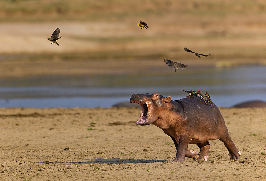 Déjame en paz!. Marc Mol