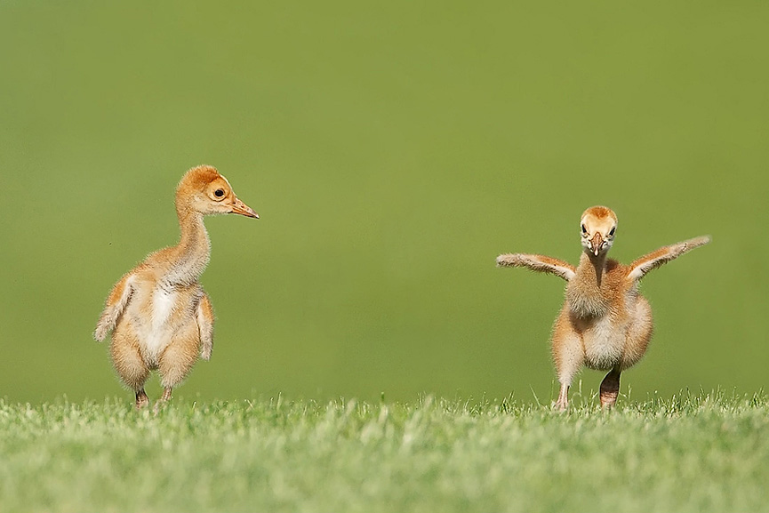 SandHill Baby. Ron Caswell