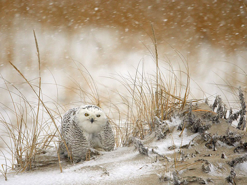 Snowy Owl. James Galletto. National Geographic