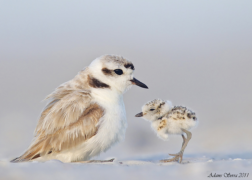 Snowy Plovers. Adams Serra