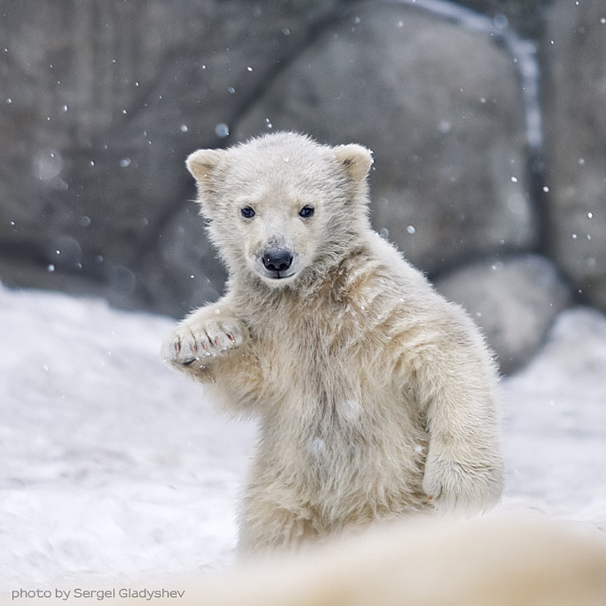 Cachorro de oso polar. Sergei Gladyshev