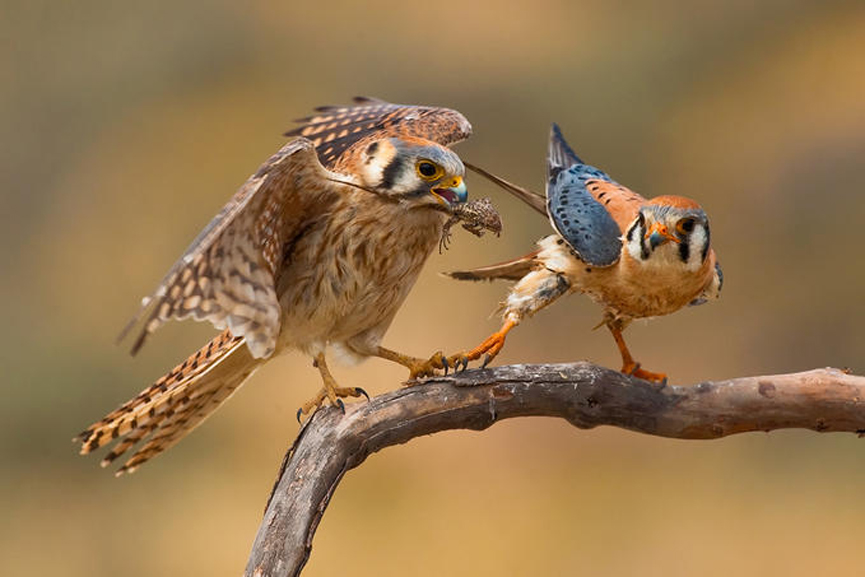 American Avocet, marcha de Aves. Linh Dinh