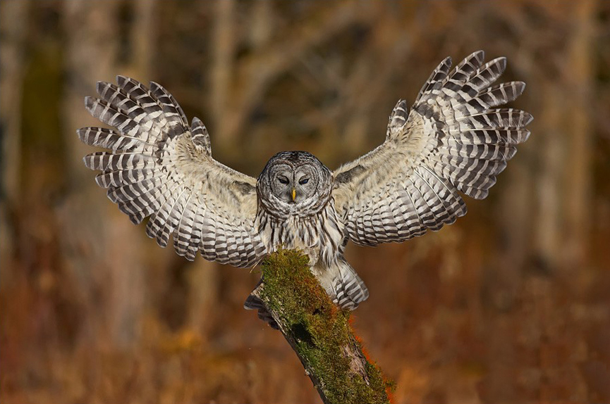 Barred Owl coming in for a landing. Jody Melanson