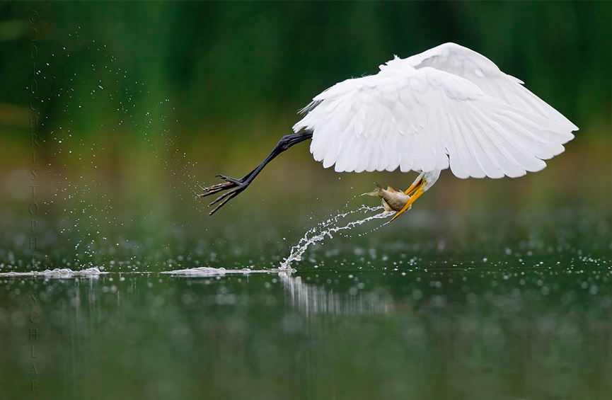 Desayuno. Christopher Schlaf