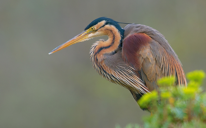 Erguvan. Murat Acuner