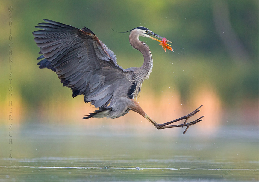 Great Blue Heron. Christopher Schlaf