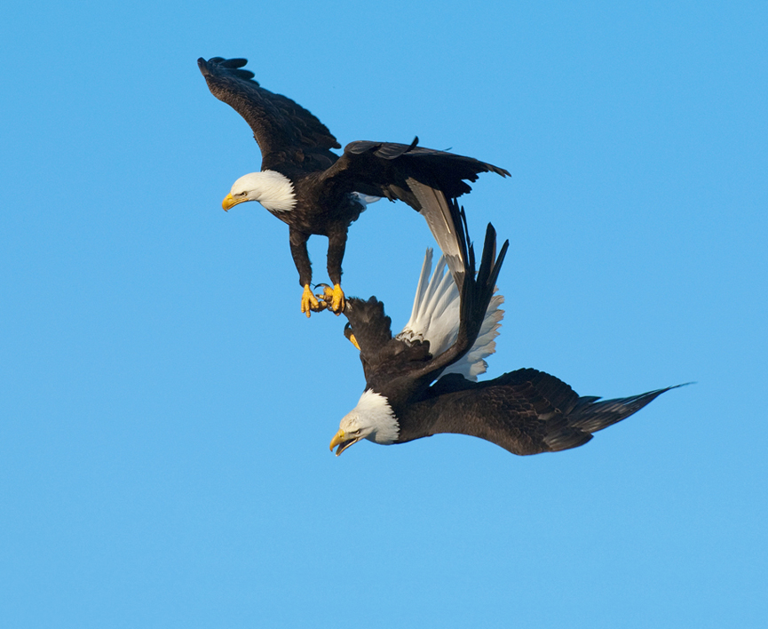 Hold on. Harry Eggens