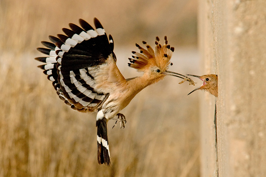 Hoopoe. Dov Kalay