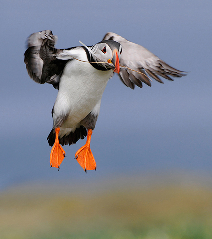 The Feather. Harry Eggens