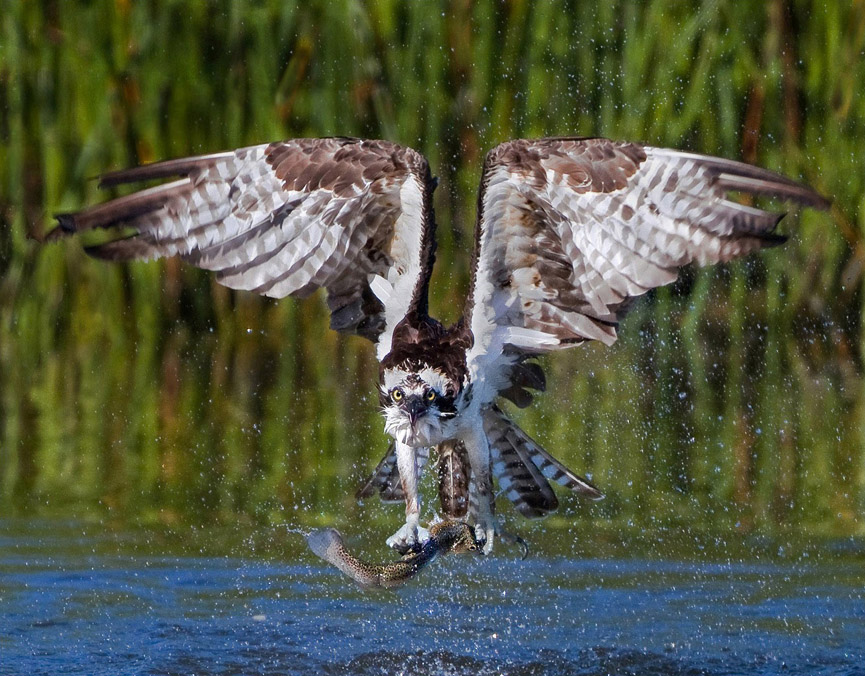 The Fisher. Steve Shinn