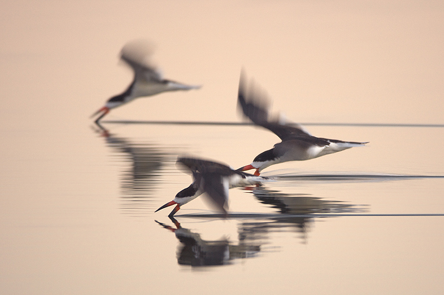 Three Black skimmers. David Orias