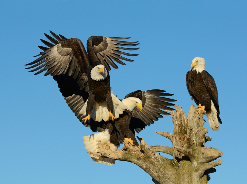 Three is a crowd. Harry Eggens