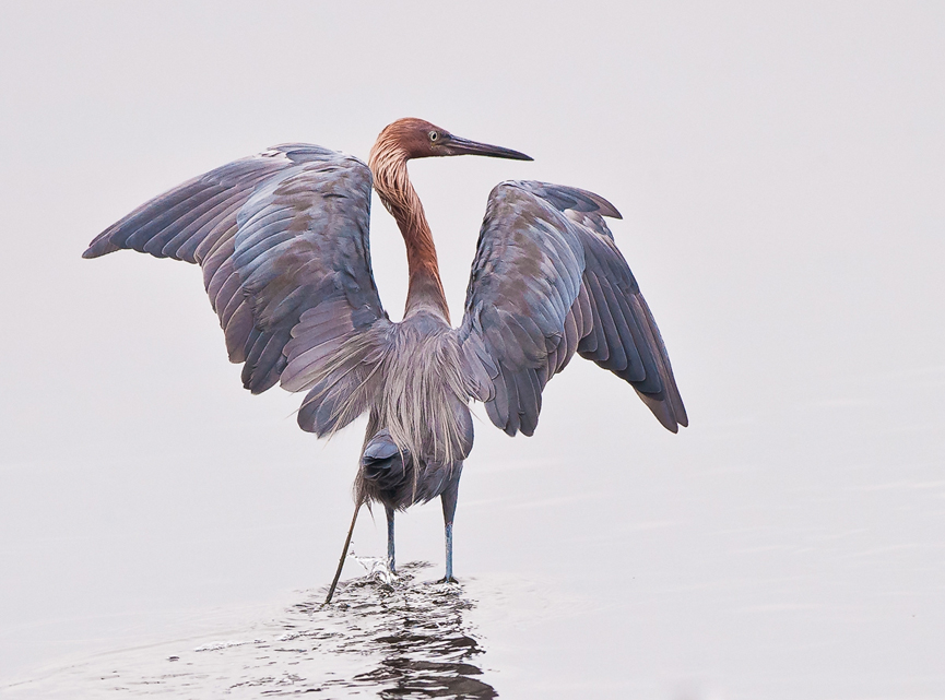Garza rojiza. Monte Stinnett