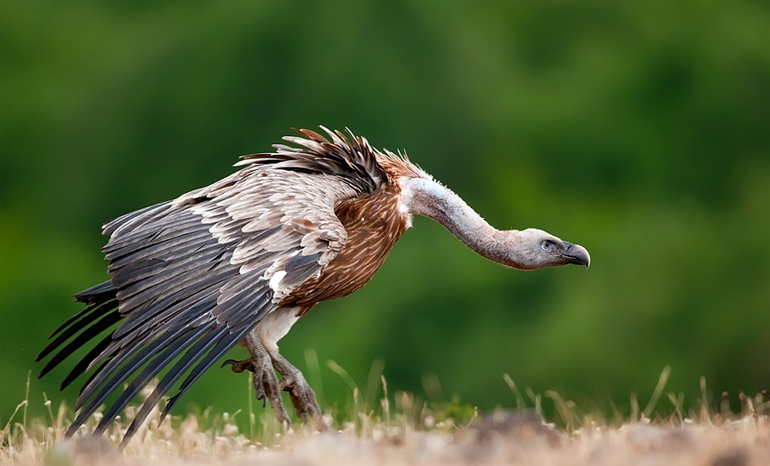 Jump. Zhecho Planinski