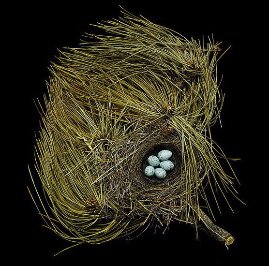 Nido de Western Tananger. Sharon Beals